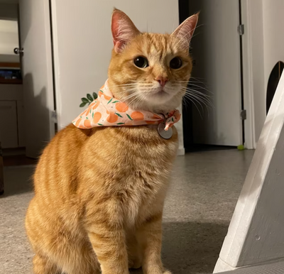 Personalized Cat Bandanas