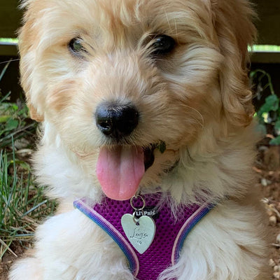 Love our heart shaped pet id tag that we got for our mini golden doodle