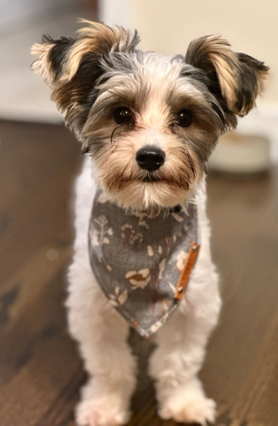 Super Cute Dog Bandana for Small Dogs